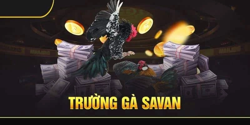 Chi tiết luật chơi cùng các quy định trong trường gà Savan