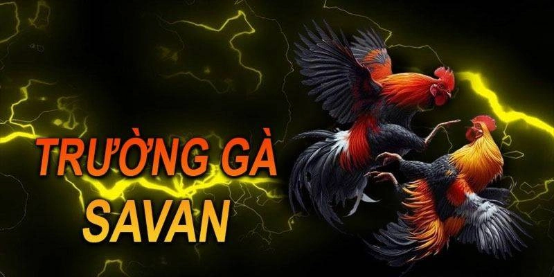 Giới thiệu đôi nét thông tin về trường gà Savan