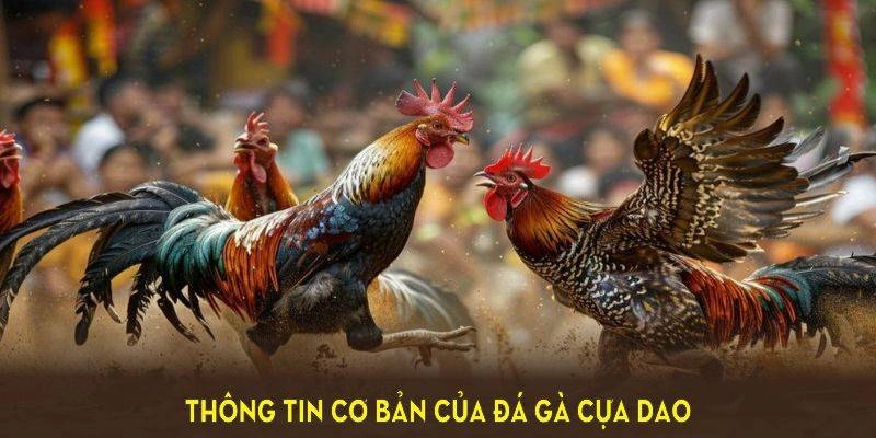 Đá gà cựa dao là gì?